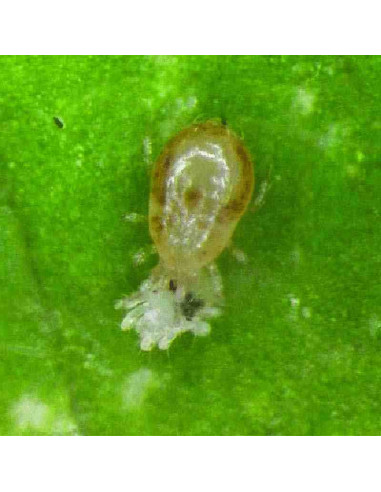 CALIFORNICUS 5000 (Neoseiulus californicus) 5.000 individuos 1