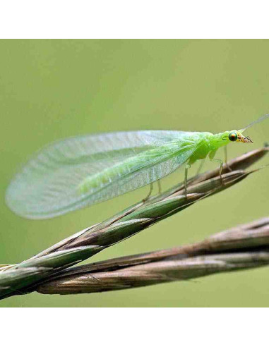 CHRYSOPA (Chrysoperla carnea) 1.000 larvas