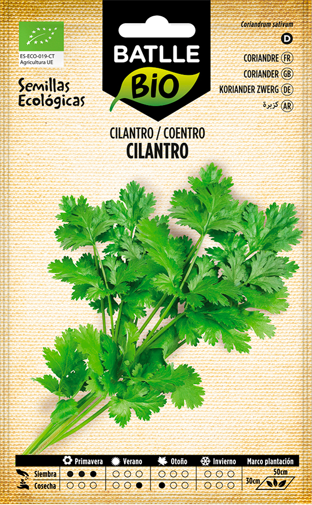 Semillas ecológicas de cilantro o coriandro