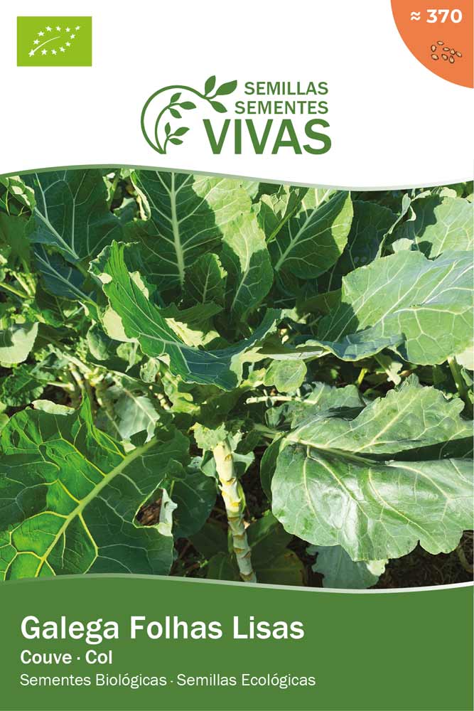 Semillas ecológicas de col gallega de hojas lisas