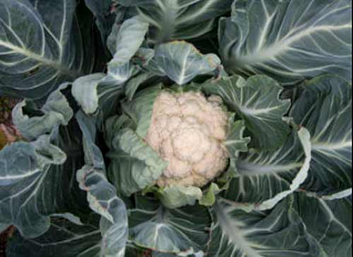 Semillas ecológicas de coliflor de San José
