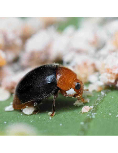 CRYPTOLAEMUS 500 (Cryptolaemus montrouzieri) 500 adultos