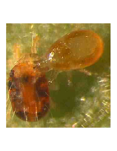 CUCUMERIS 200 S (Neoseiulus cucumeris) 500 sobres x 1.000 indiv.