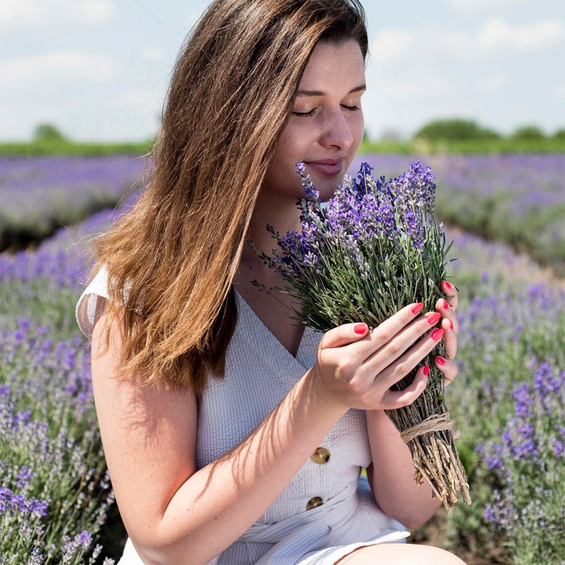 El cultivo de la lavanda