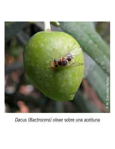 Dacusnex Combi 90 días (atrayente+feromona contra la mosca del olivo)