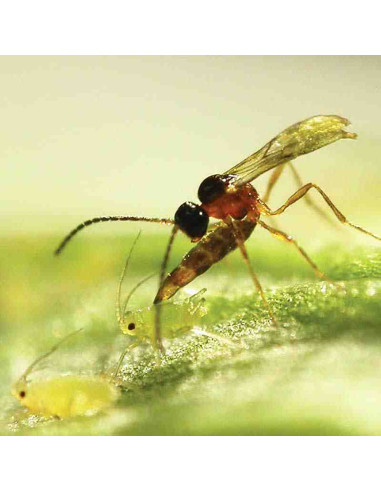 ERVI 1000 (Aphidius ervi 1000 pupas)