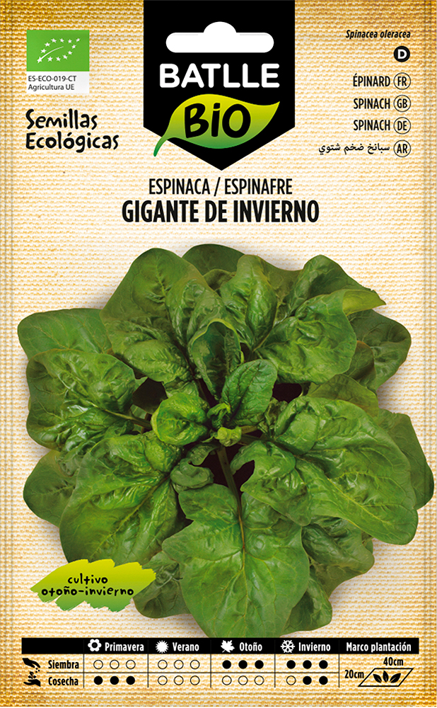 Semillas ecológicas de espinaca gigante de invierno 1