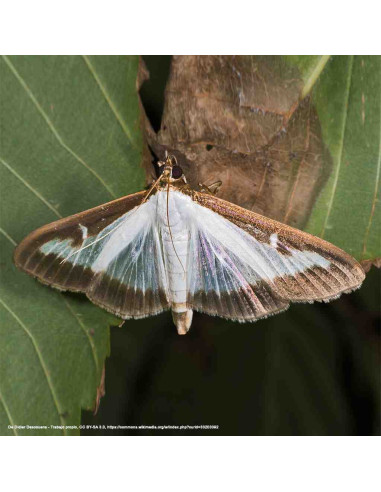 Feromona sexual para monitoreo de Cydalima perspectalis (pollilla del boj)