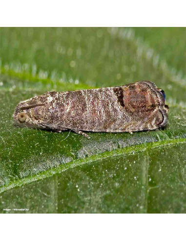 Feromona sexual para monitoreo de Cydia pomonella (carpocapsa)