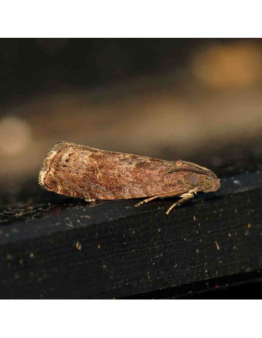 Feromona sexual para monitoreo de Grapholita funebrana (gusano del ciruelo)