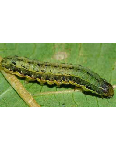 Feromona sexual para monitoreo de Spodoptera exigua (rosquilla verde/negra) 