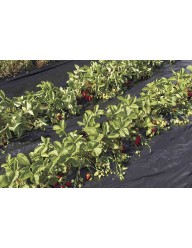 Fresafilm Recyclean acolchado fresas 1,40x10m 1