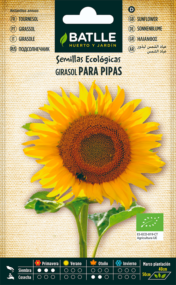 Semillas ecológicas de Girasol para pipas