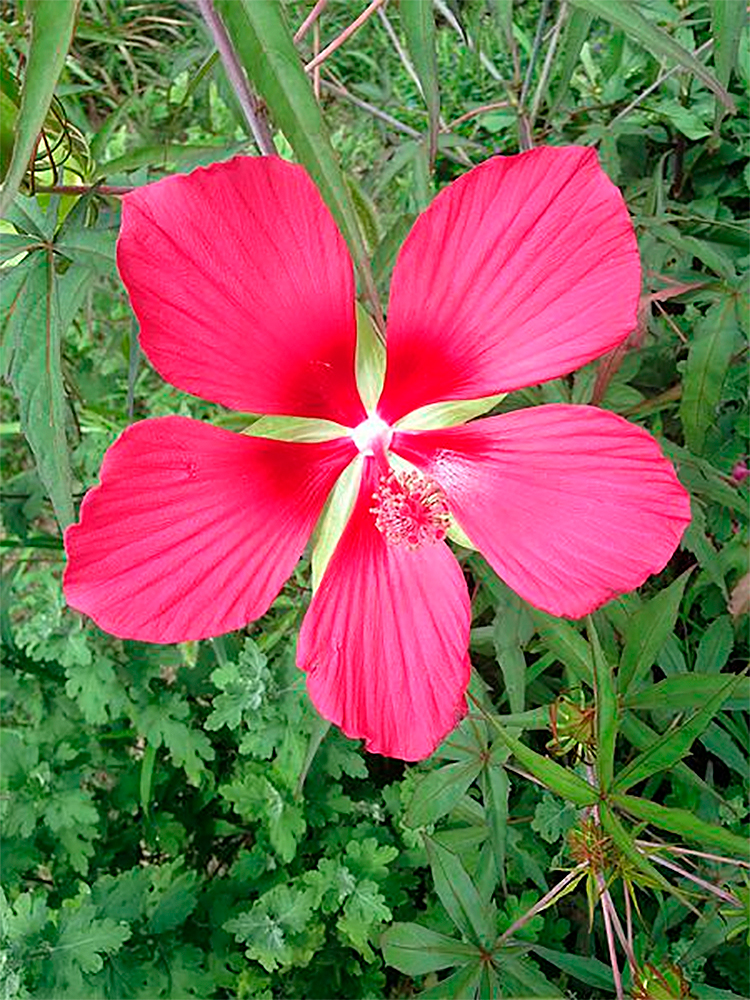 Semillas ecológicas de Hibisco caducifolio