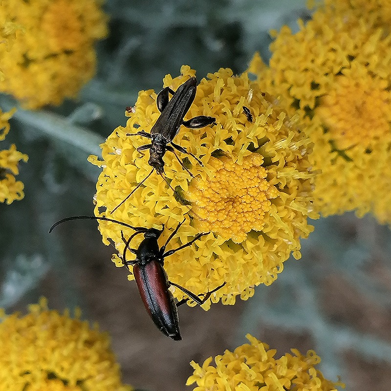 La función polinizadora de los insectos silvestres