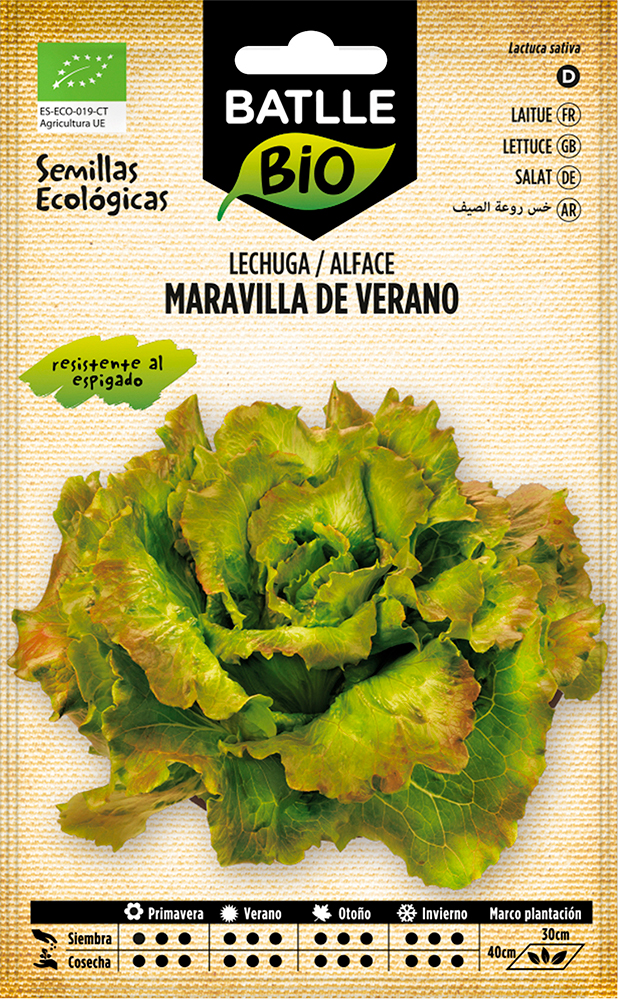 Semillas ecológicas de lechuga maravilla de verano 1