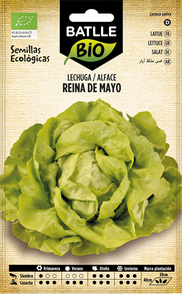 Semillas ecológicas de lechuga reina de mayo