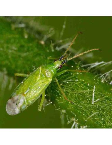 MACROLOPHUS 500 (Macrolophus pigmaeus) Bote 500 individuos.