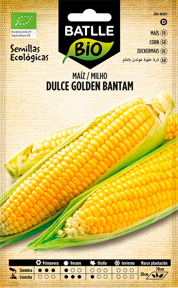 Semillas ecológicas de maíz dulce Golden Bantam 1