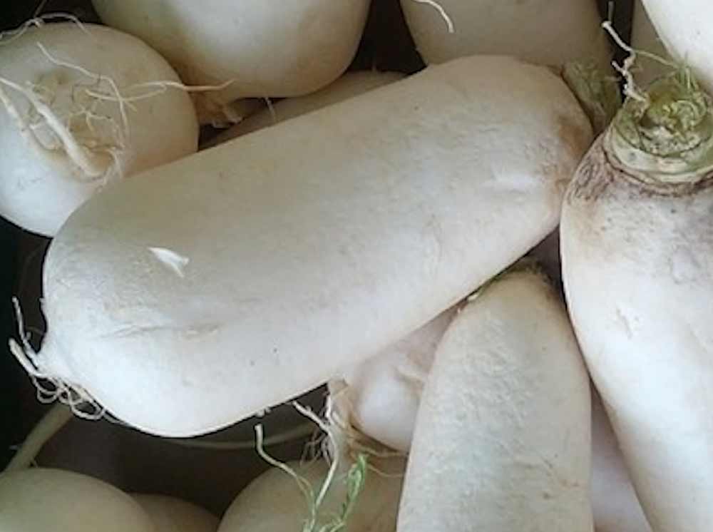 Semillas ecológicas de nabo blanco alargado 1
