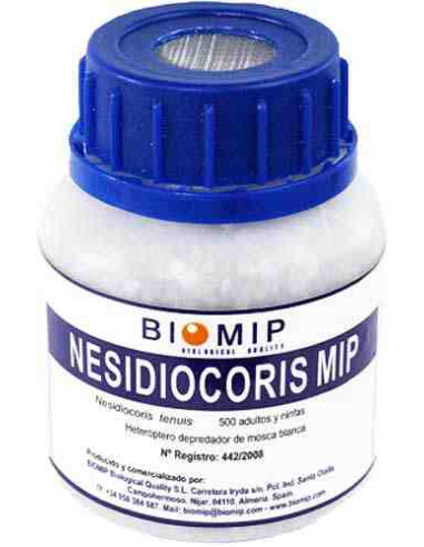 NESIDIOCORIS 500 (Nesidiocoris temuis. Bote 500 individuos)