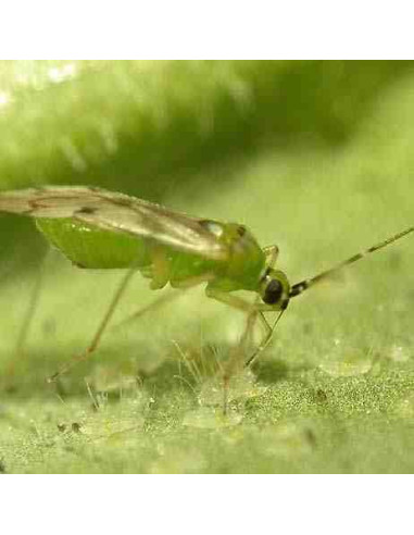 NESIDIOCORIS 500 (Nesidiocoris temuis. Bote 500 individuos)