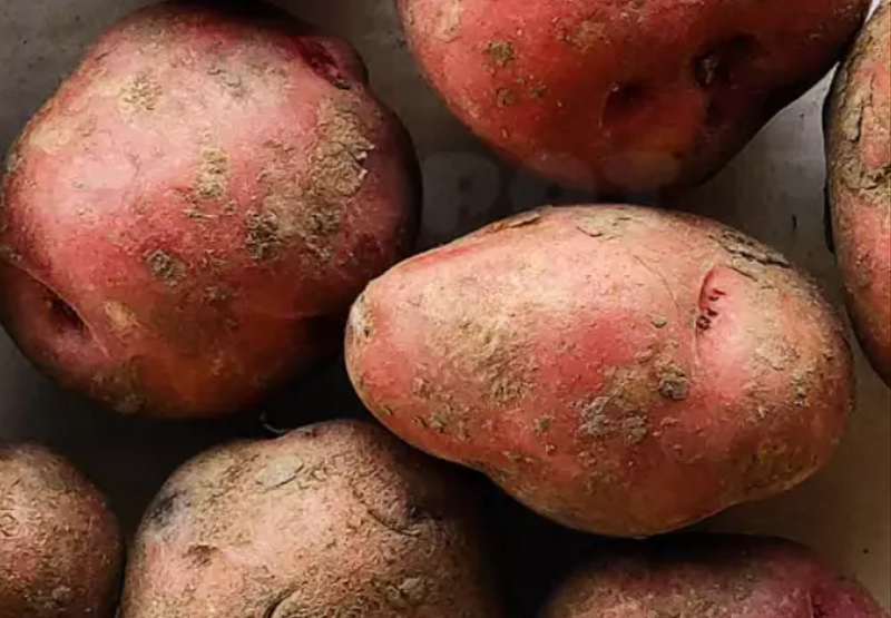 Patata ecológica Rudolph para siembra 5kg 1