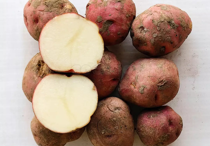 Patata ecológica Rudolph para siembra 5kg 2