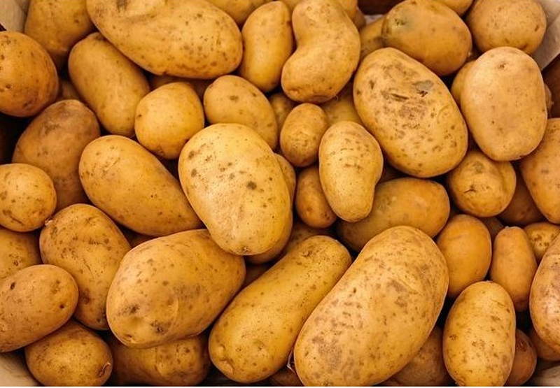 Patata ecológica Kennebec para siembra 5kg 1