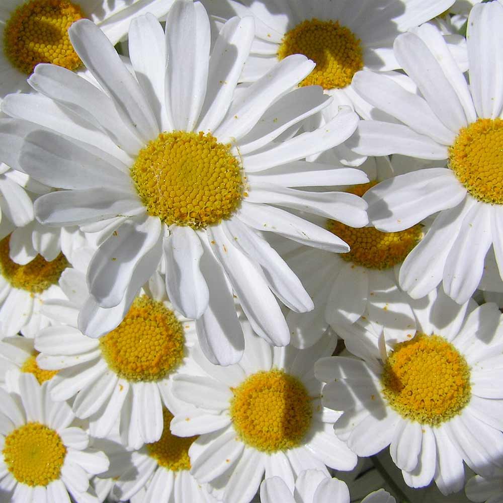 Semillas de pelitre o piretro (Chrysanthemum cinerarifolium) 1