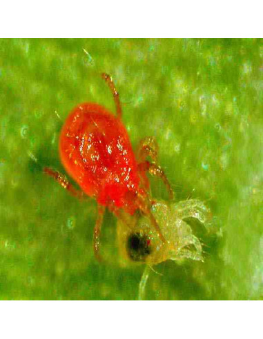 PHYTOSEIULUS 2000 (Phytoseiulus persimilis 2.000 individuos) 1