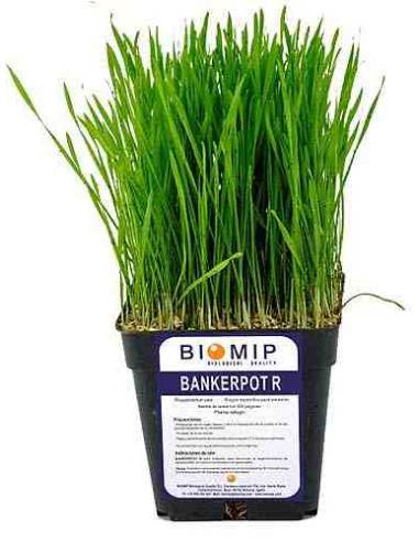 Planta BANKERPOT Reserva de pulgón (Tarrina 1000 indiv.rhopalosiphum padii) 1