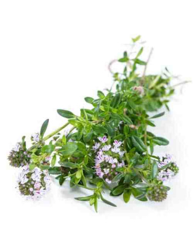 Plantel bio de ajedrea en maceta de 11cm