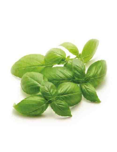 Plantel bio de albahaca hoja ancha en maceta 11cm