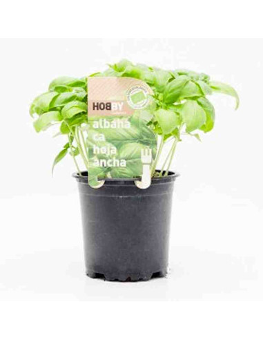 Plantel bio de albahaca hoja ancha en maceta 11cm