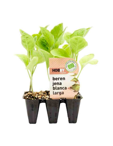 Plantel bio de berenjena blanca larga 6 unid. 