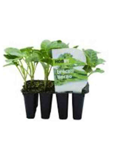 Plantel bio de brocoli 6 unid.