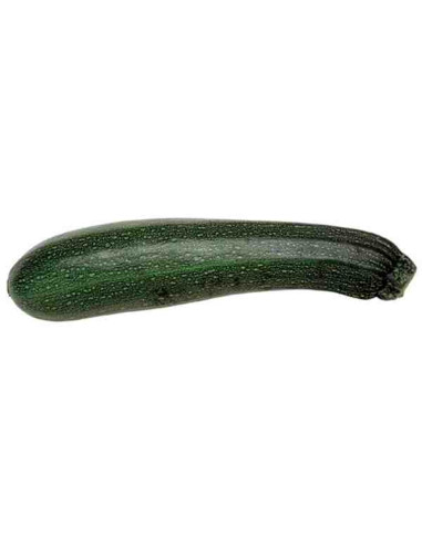 Plantel bio de calabacín verde en maceta de 11cm