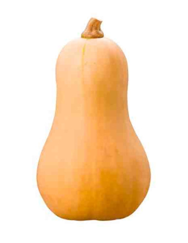 Plantel bio de calabaza cacahuete en maceta de 11cm