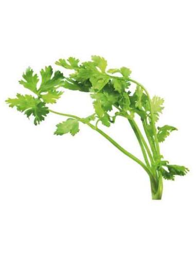 Plantel bio de cilantro en maceta 11cm