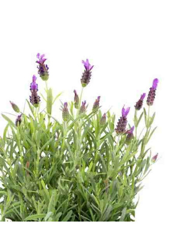 Plantel bio de lavanda en maceta de 11cm
