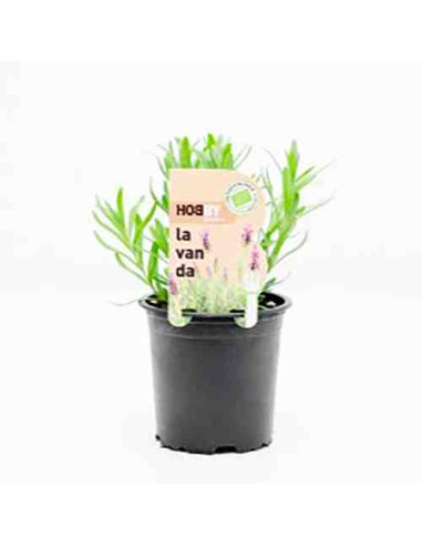 Plantel bio de lavanda en maceta de 11cm