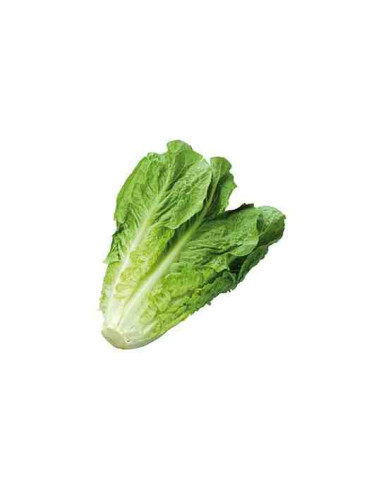 Plantel bio de lechuga romana 6 unid.