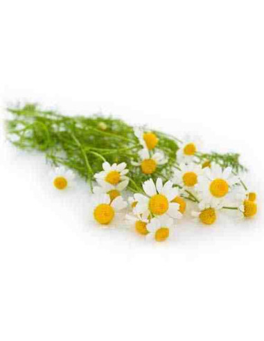 Plantel bio de manzanilla en maceta de 11cm