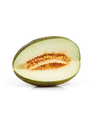 Plantel bio de melón piel de sapo en maceta de 11cm