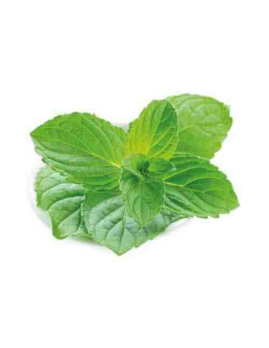 Plantel bio de menta en maceta de 11cm