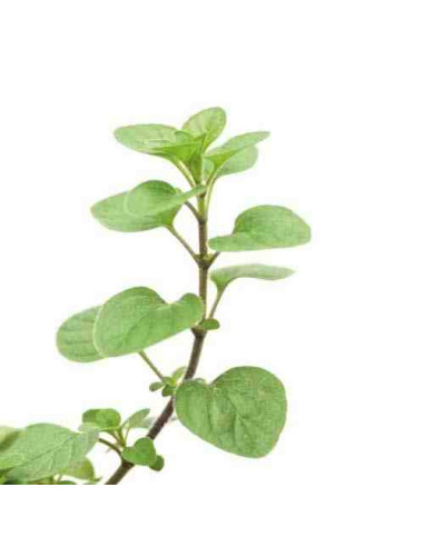 Plantel bio de orégano en maceta de 11cm