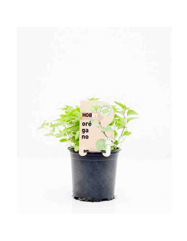 Plantel bio de orégano en maceta de 11cm
