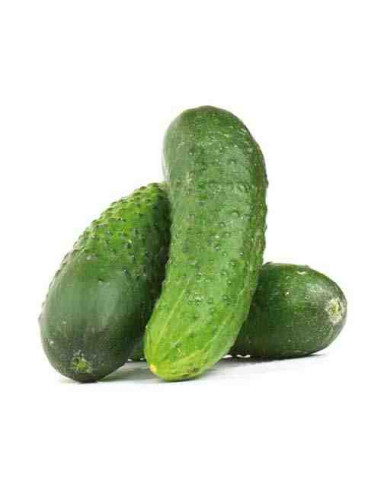 Plantel bio de pepino español 6 unid.