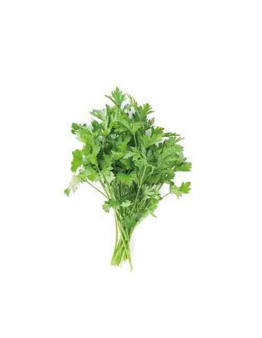 Plantel bio de perejil en maceta de 11cm